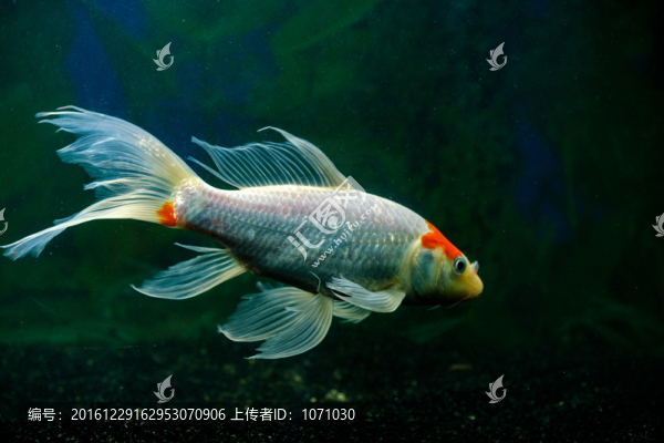 錦鯉魚