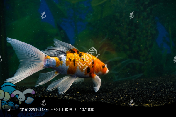 錦鯉魚