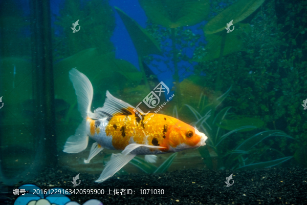 錦鯉魚