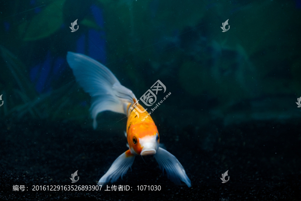 錦鯉魚(yú)