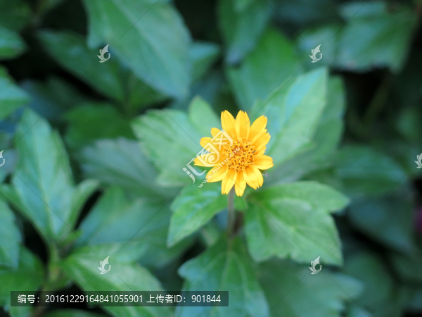 蟛琪菊