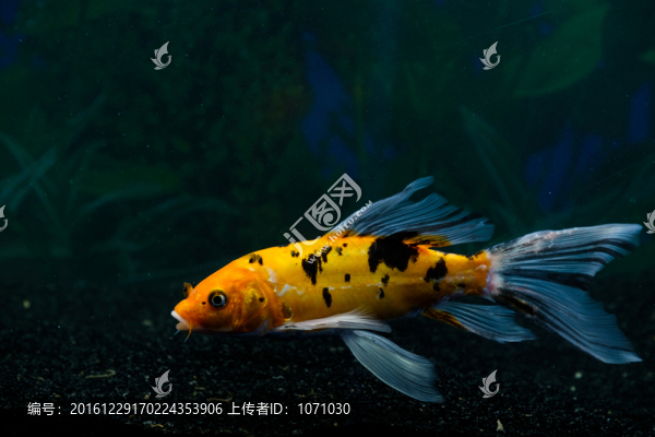 錦鯉魚
