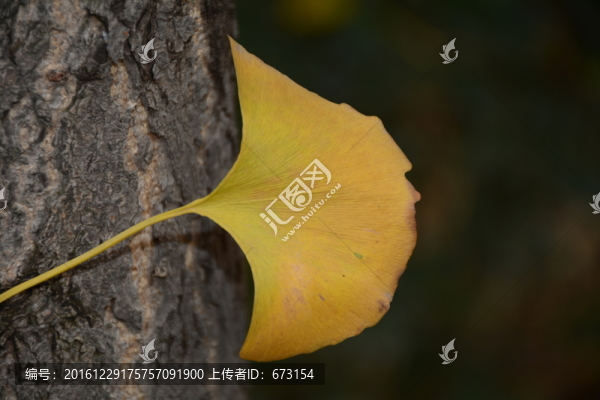 銀杏樹(shù)葉