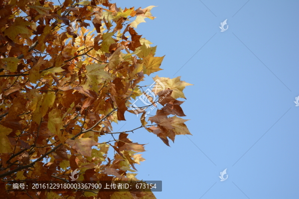 梧桐樹葉