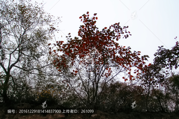 唯美樹葉,高清無(wú)噪
