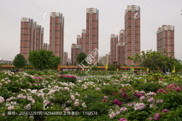菏澤牡丹