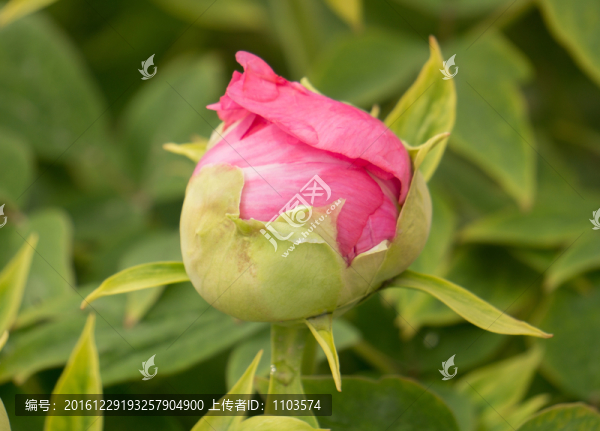 菏澤牡丹