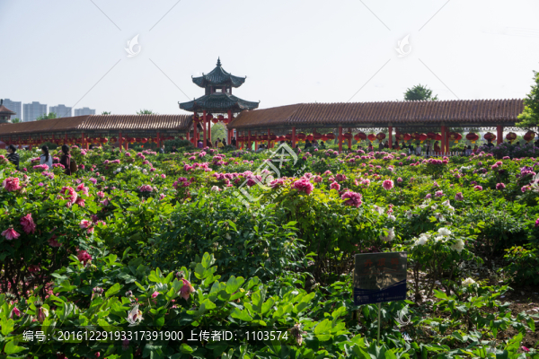 菏澤牡丹園