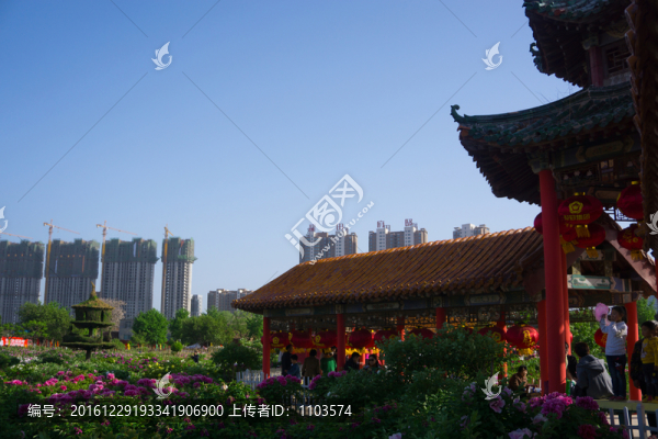 菏澤牡丹園
