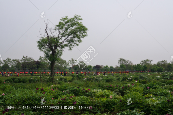 菏澤牡丹園