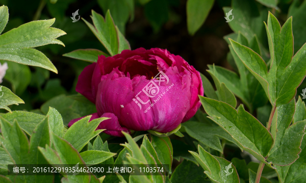 菏澤牡丹