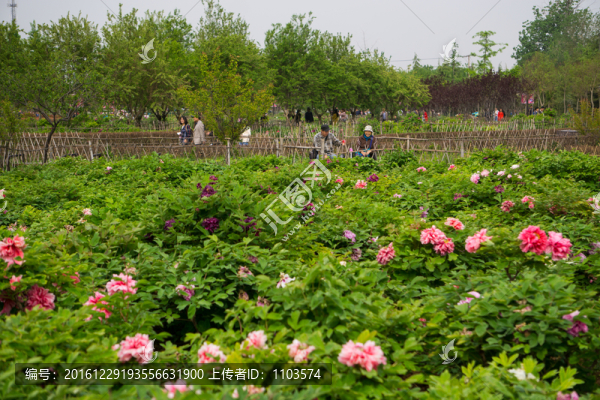 菏澤牡丹