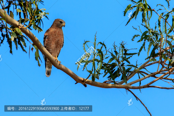 鷹