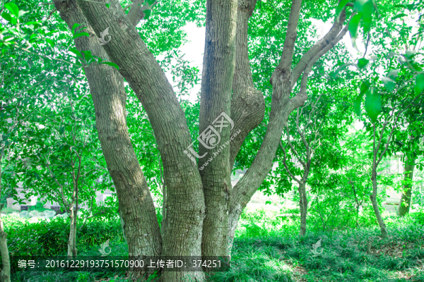 樹干,高清