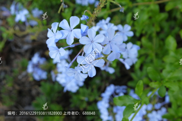 花草