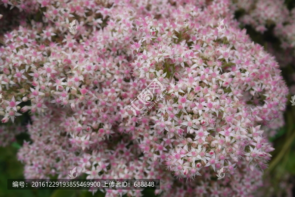 鮮花