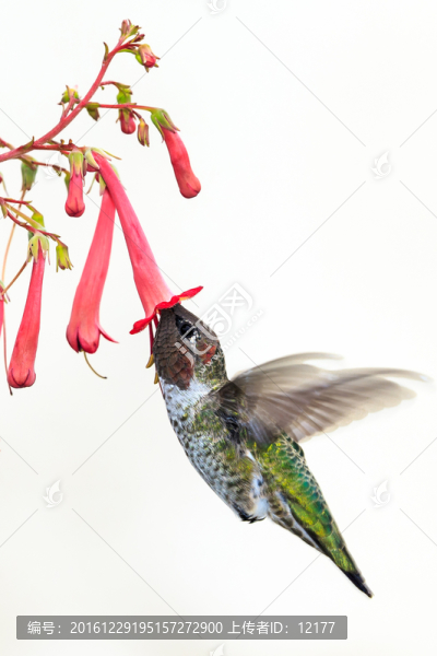 蜂鳥
