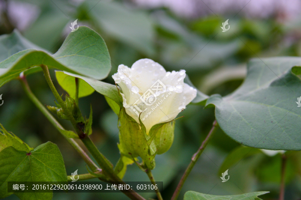 棉花