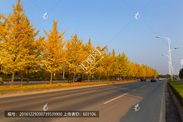 道路中的銀杏林