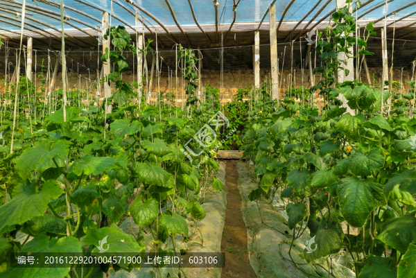 大棚蔬菜