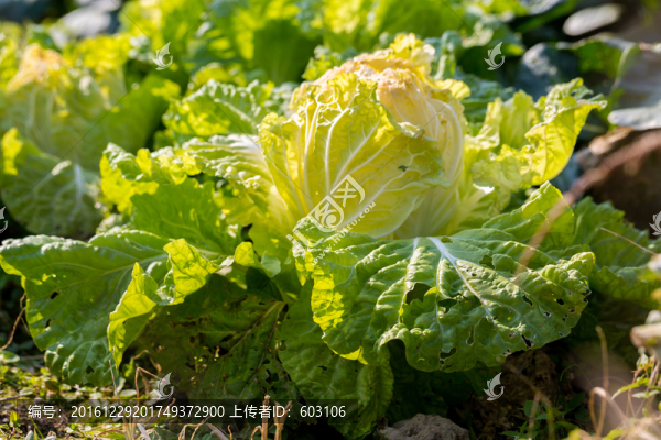 大白菜