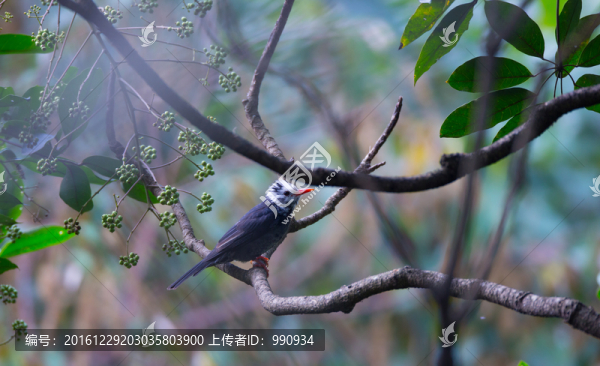 樹林,小鳥