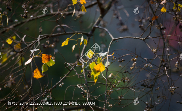 葉子,秋色,紅葉