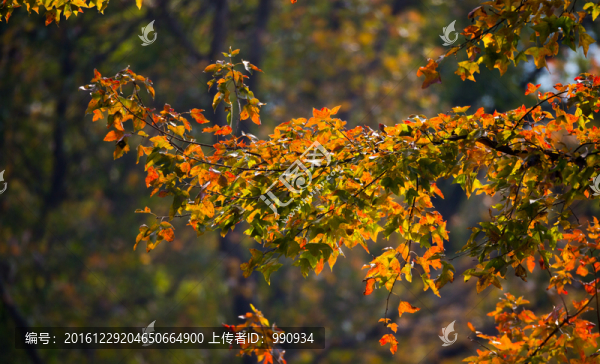 紅葉,秋天