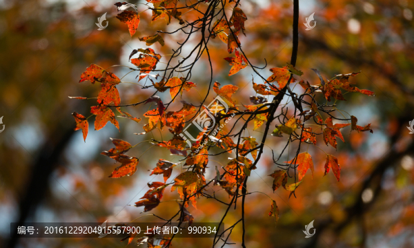 葉子,秋色,紅葉