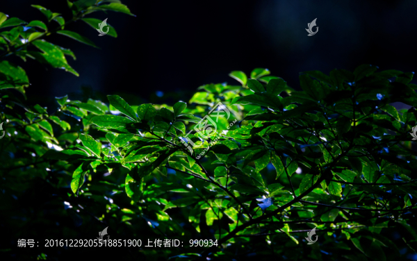 葉子,陽光,綠葉