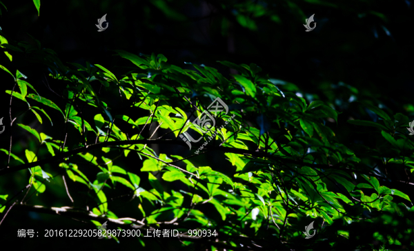 葉子,陽(yáng)光,綠葉