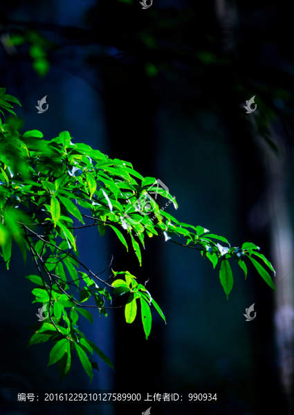 綠葉,樹枝,植物