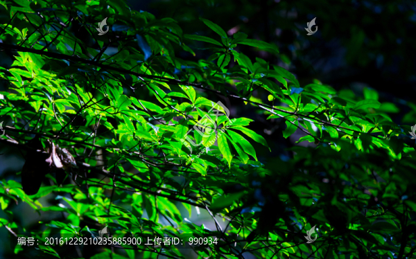 綠葉,樹枝,植物