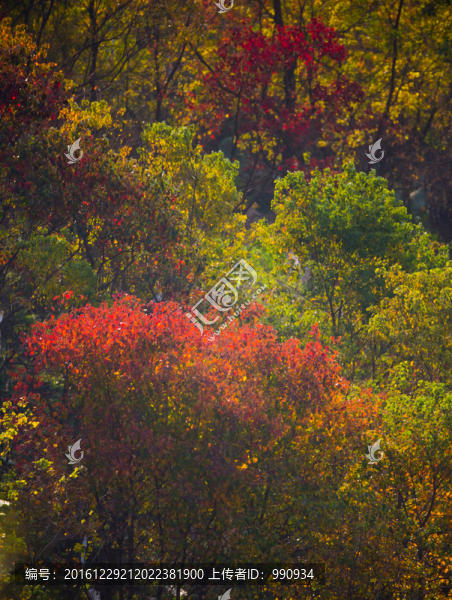 紅葉,秋色