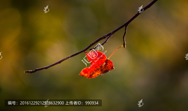 秋色,紅葉