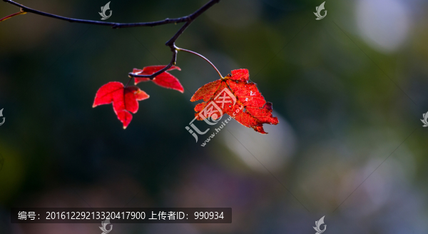 秋色,紅葉