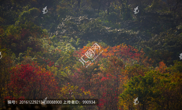 秋色,紅葉