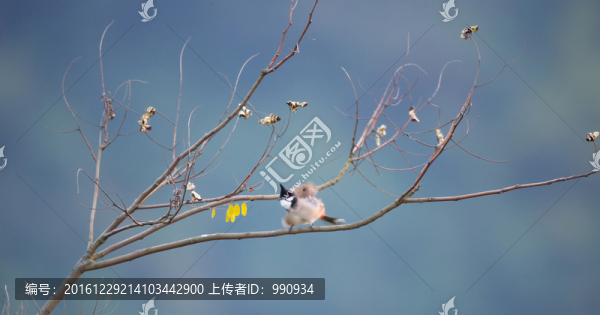 秋色,小鳥,樹枝