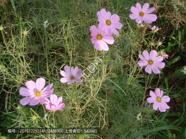 格桑花