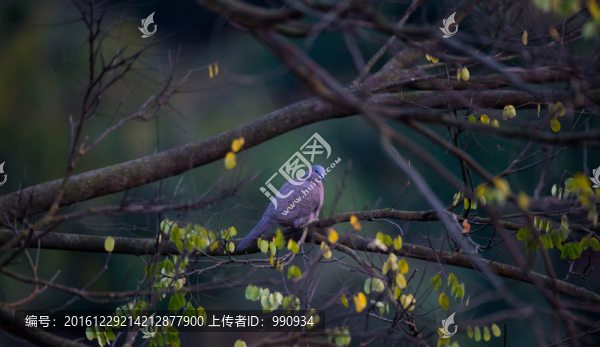 秋色,小鳥,樹枝