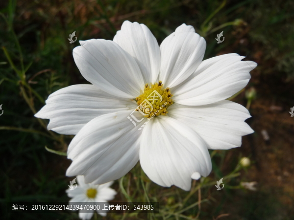 白色格桑花