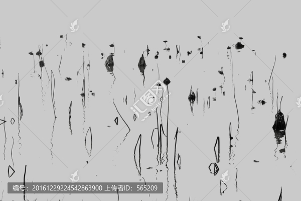 殘荷