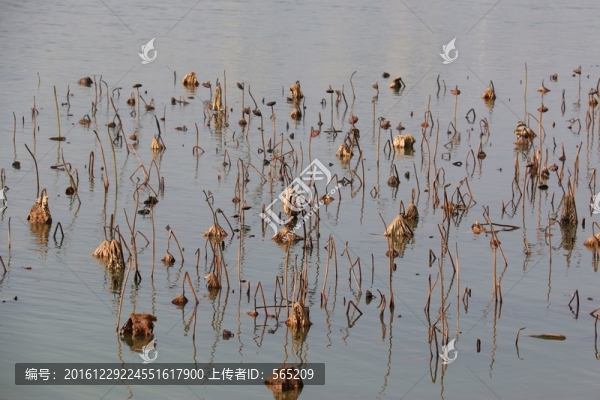 殘荷
