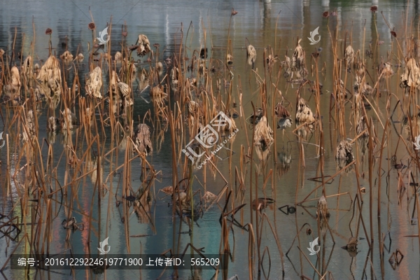 殘荷