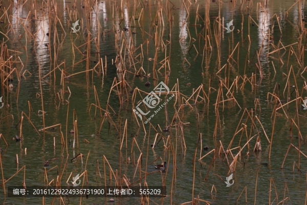 殘荷