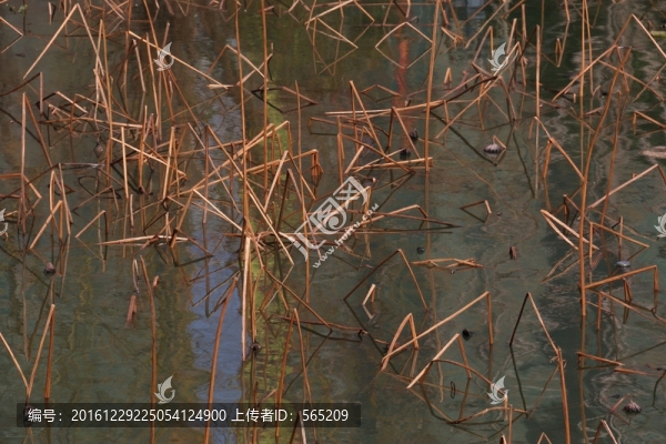 殘荷