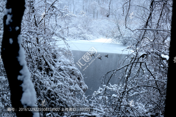 晴雪寒鴨