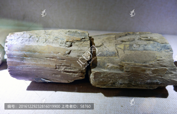 內(nèi)蒙古軛齒象化石
