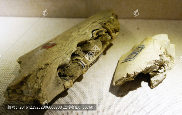 薩摩麟化石