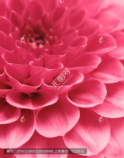 抽象的花朵